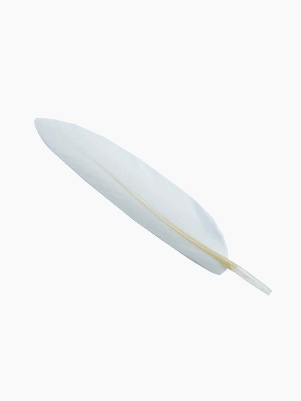 ロンディーノ 清掃用羽根 – ウィンズスコア
